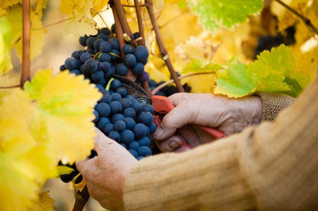 Traubenlese Weingut Winnenden