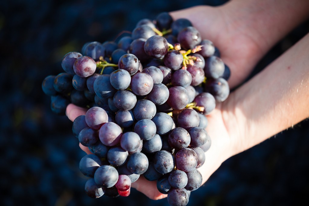 Rotweine vom Weingut Häußer in Winnenden