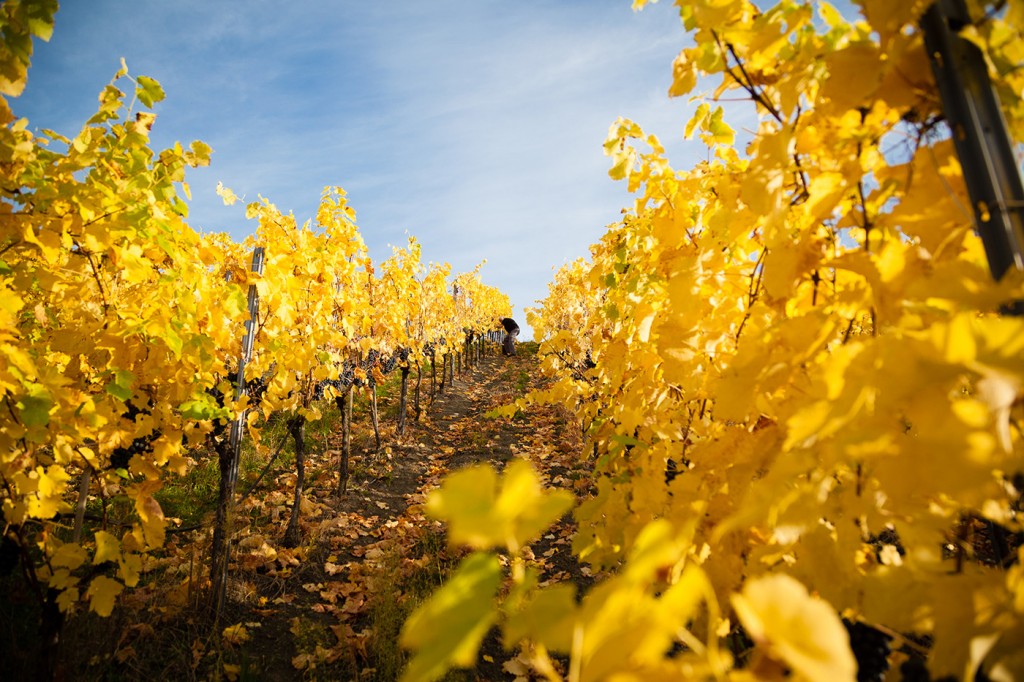 Weinberge in Winnenden - Weingut Häußer