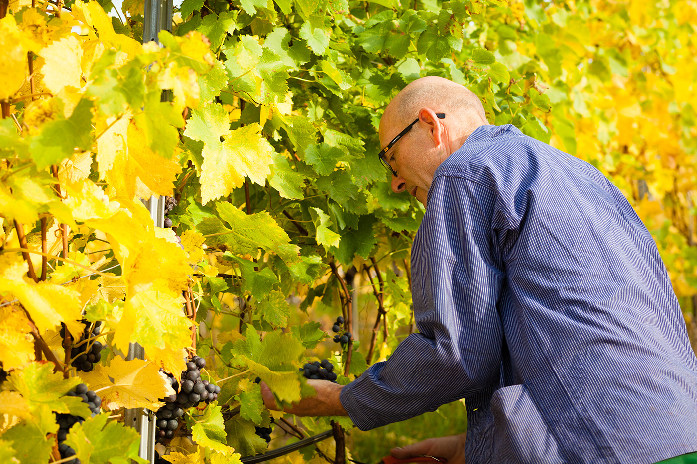 Weingut Häußer in Winnenden