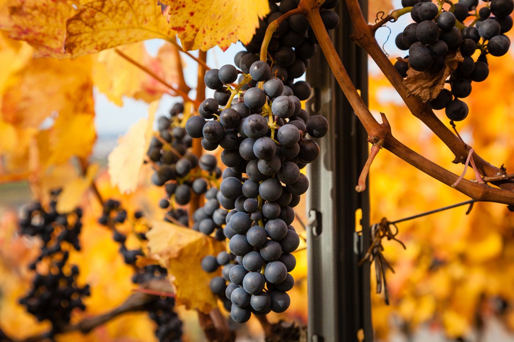 Weinberge Winnenden