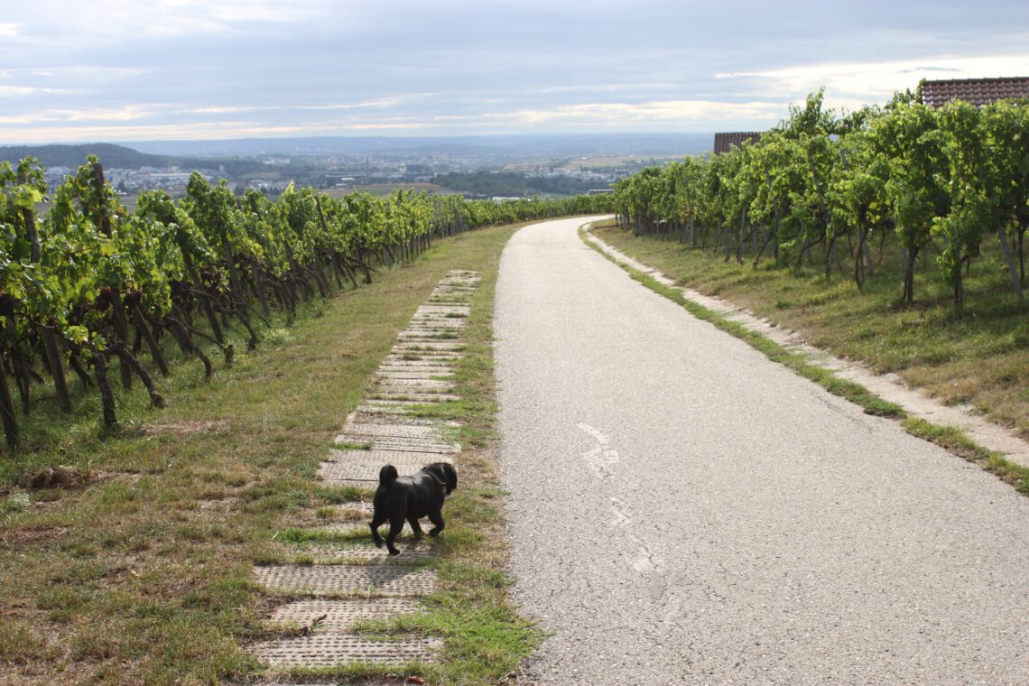 Weinproben Winnenden Weingut Häußer