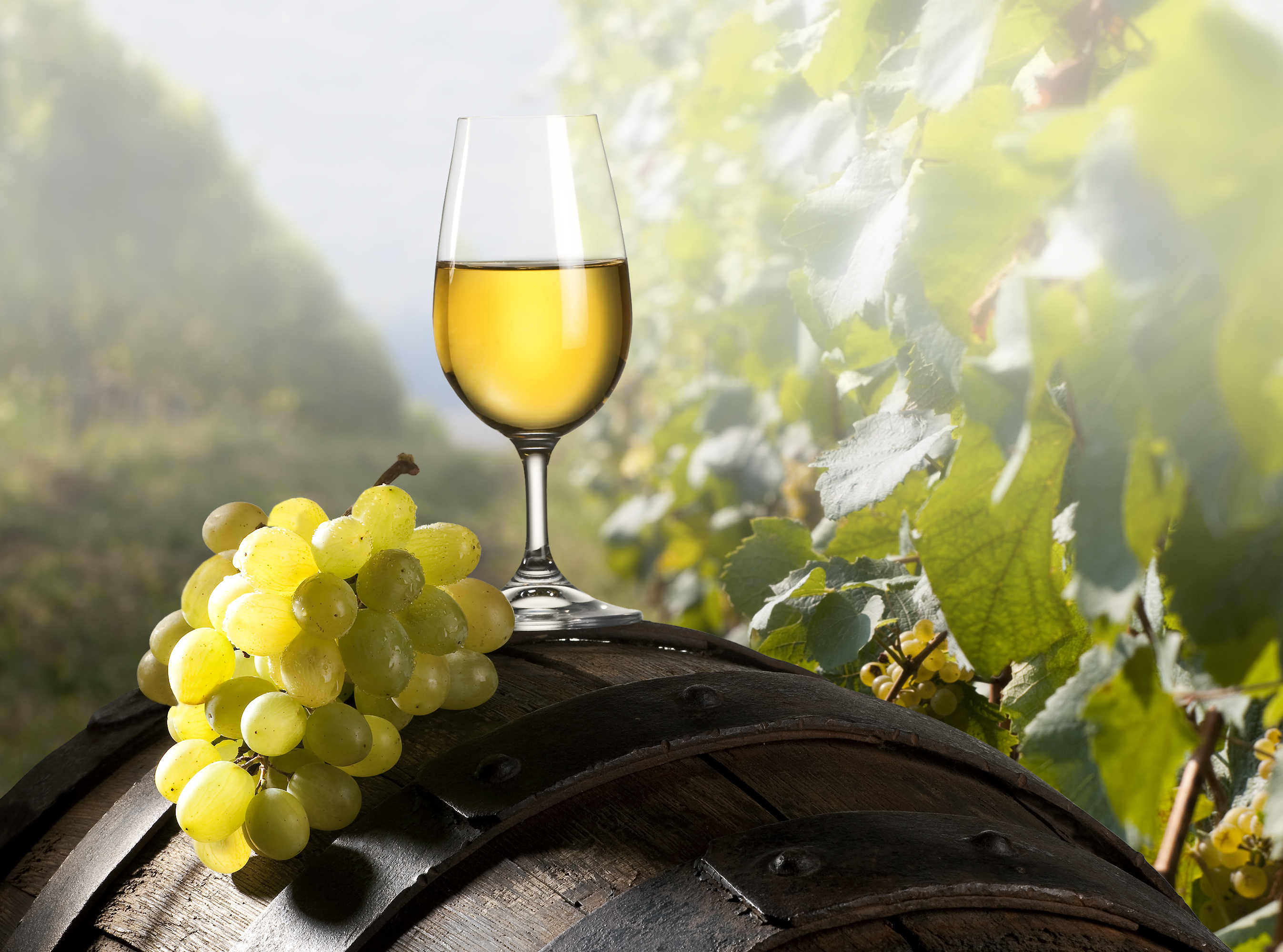 Winnender Weinfrühling