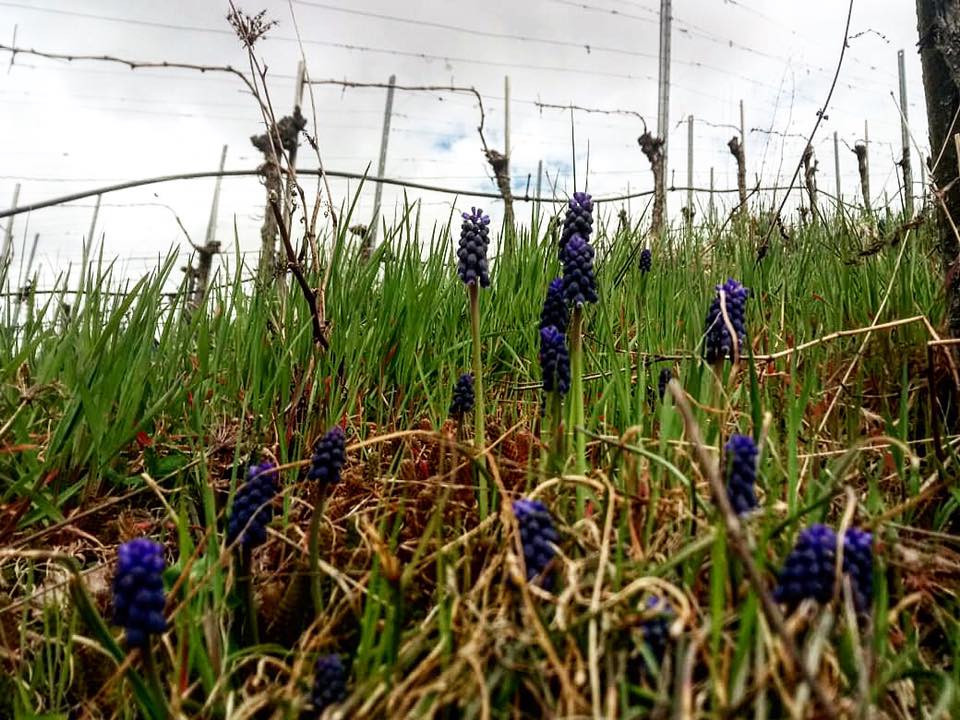 Weinwanderung Winnenden